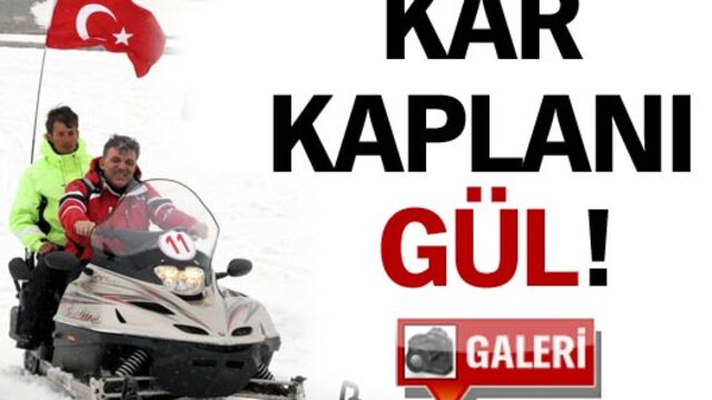 Kar kaplanı Gül!