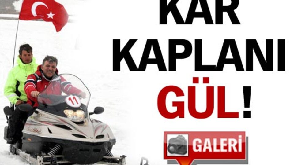 Kar kaplanı Gül!