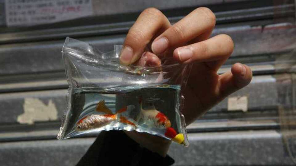 Akvaryum değil, hediyelik anahtarlık!