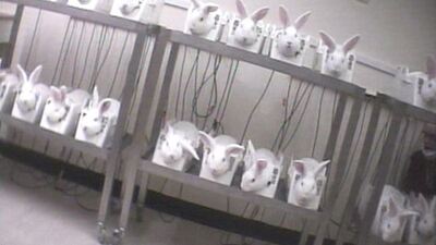 Tavşanlar yapılan deneyde ağladı