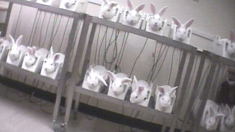 Tavşanlar yapılan deneyde ağladı