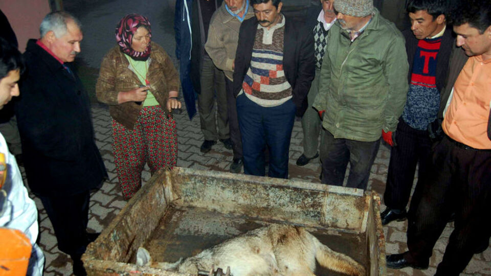 Katil kurdu teşhis etti!