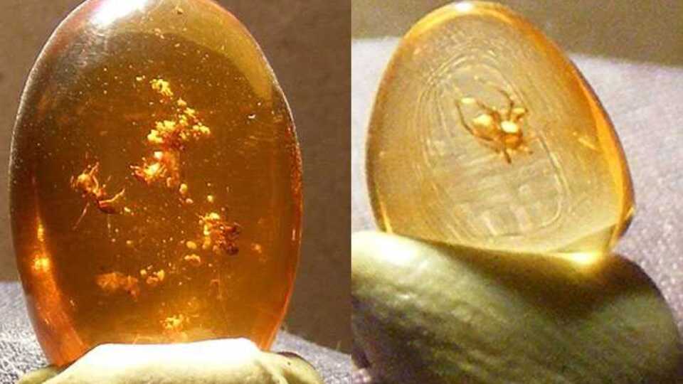 20 milyon yıllık böcek fosili bulundu