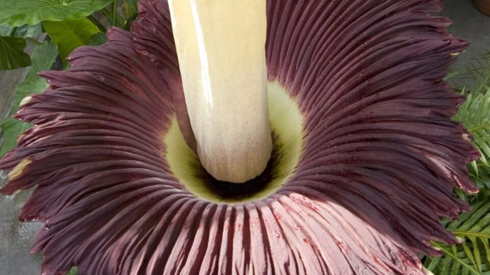 "Ceset" çiçeği açtı