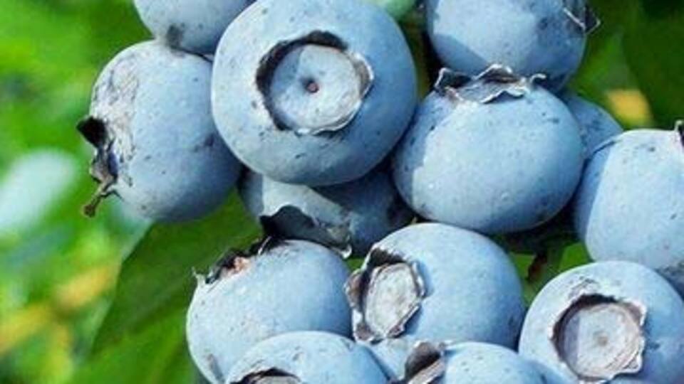 Yaban mersini diye kanmayın!