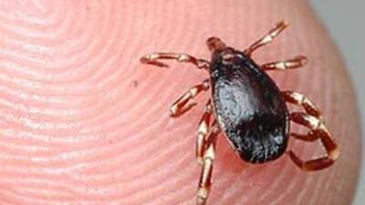 Kene kâbusu geri mi döndü?