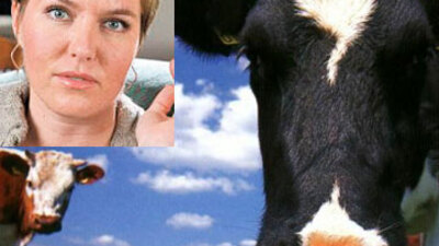 İnek kanıyla kurtuldu!