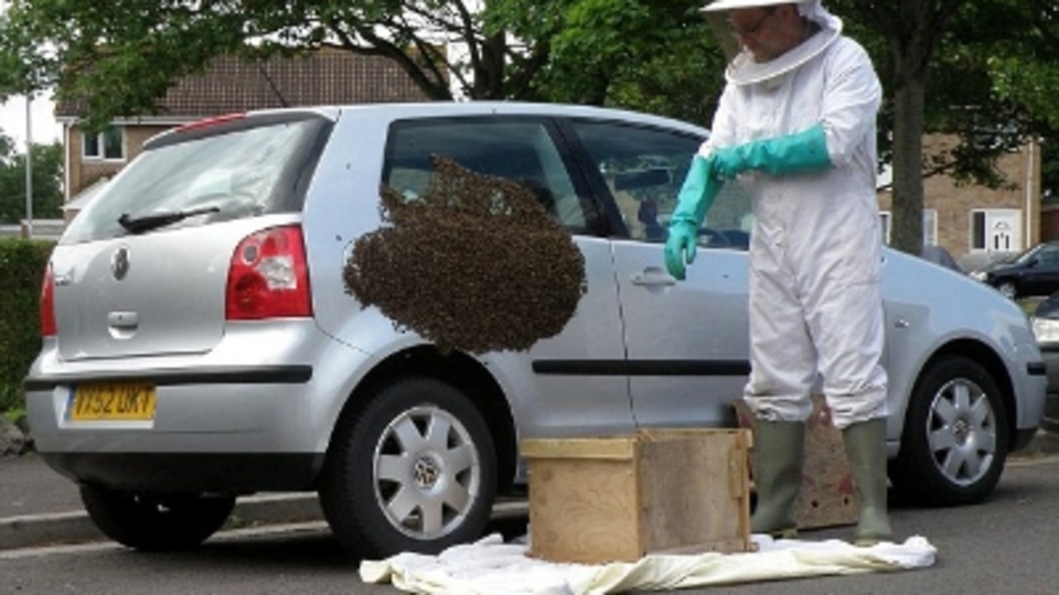 Arılar arabanın benzin kapağına hücum etti