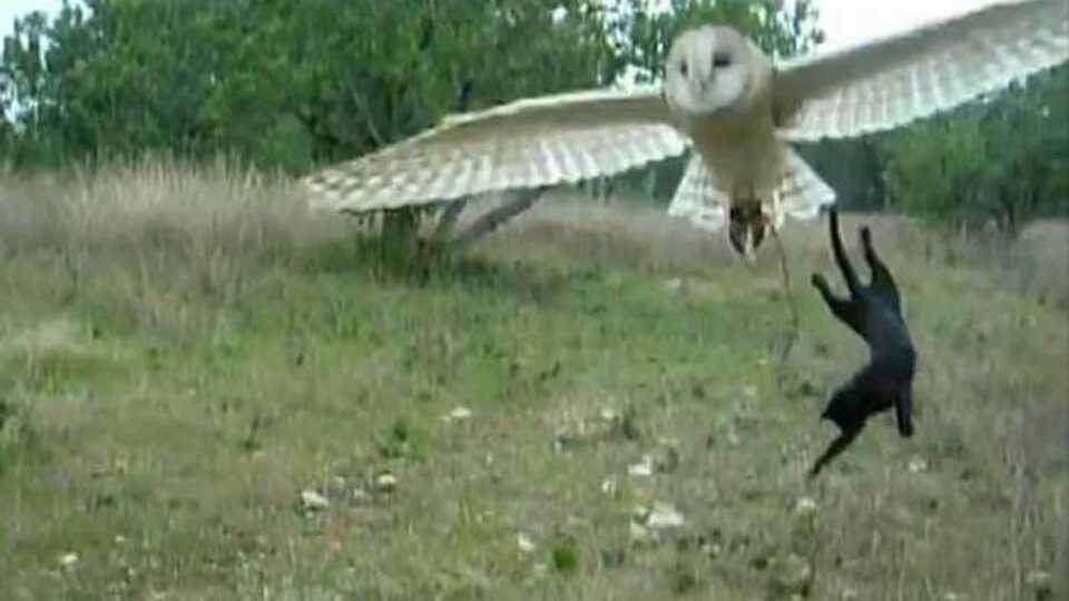 Baykuş ile kedinin şaşırtan dostluğu - VİDEO