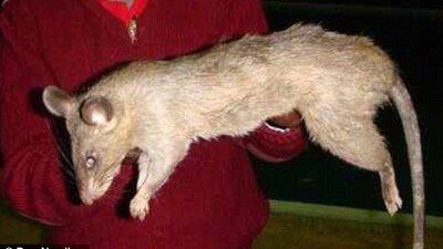 Dev fareler bebekleri yedi!