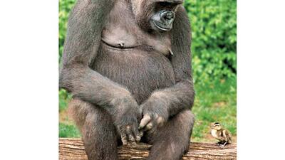 Goril ile ördeğin arkadaşlığı foto ödülü getirdi