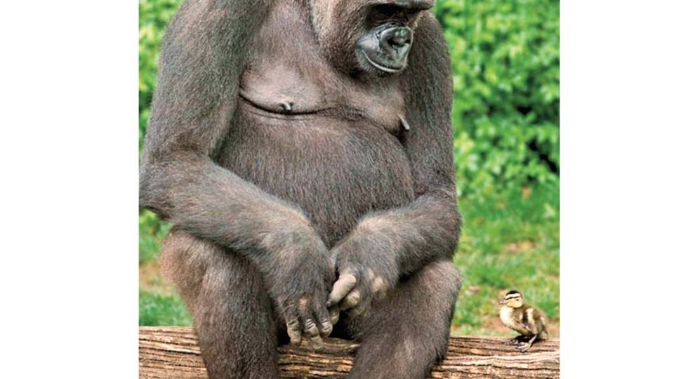 Goril ile ördeğin arkadaşlığı foto ödülü getirdi
