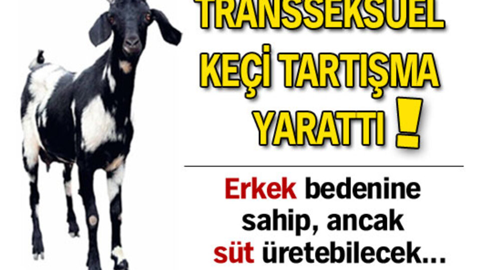 Transseksüel keçi tartışma yarattı