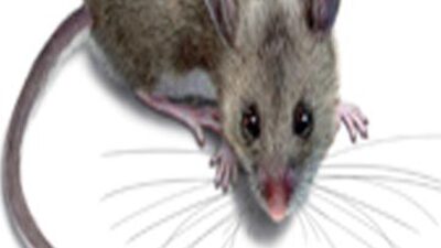 "Eşkali belirtilemeyen" fare krize neden oldu!