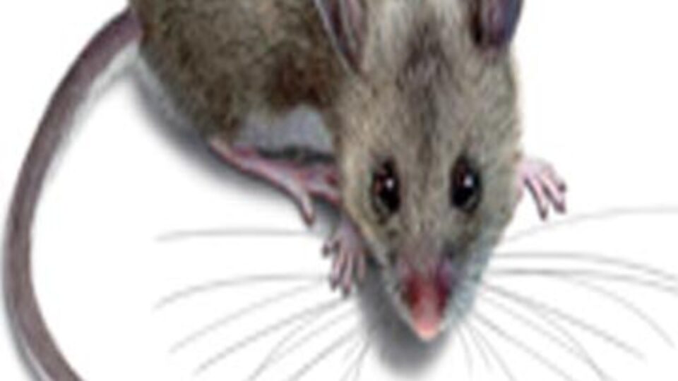 "Eşkali belirtilemeyen" fare krize neden oldu!