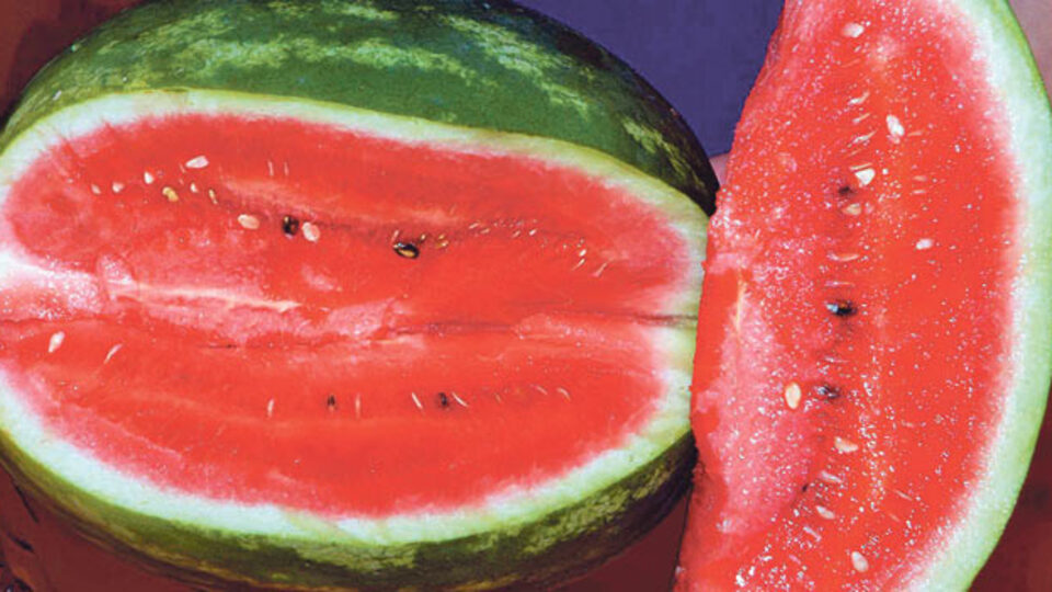 Kabak aşılı karpuz!