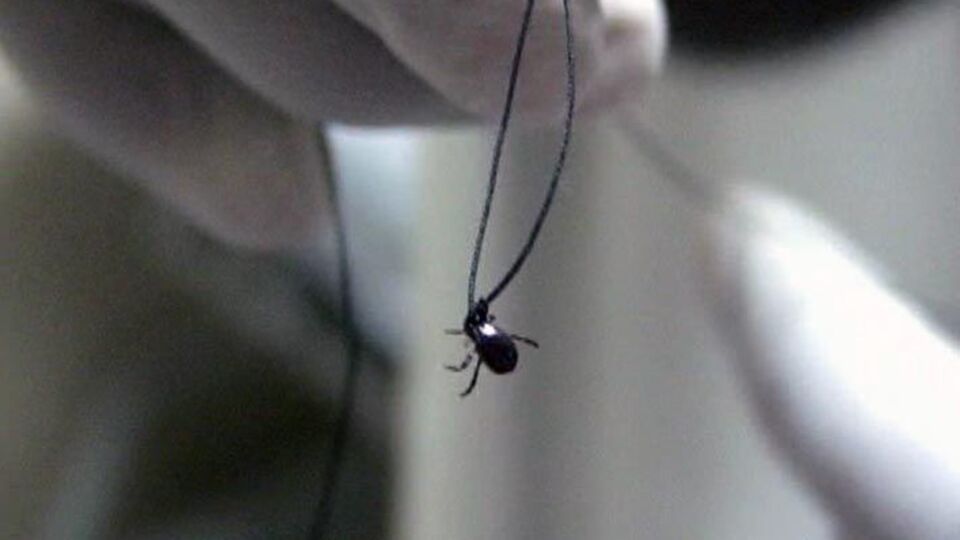 Kene korkusu yine başladı!