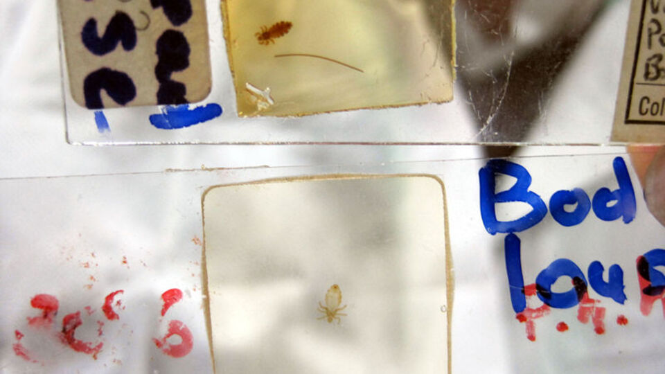 Karadeniz'de kene paniği!