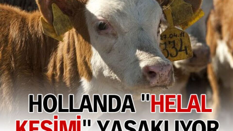 Hollanda "helal kesimi" yasaklıyor
