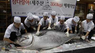 350 kiloluk orkinos yakalandı