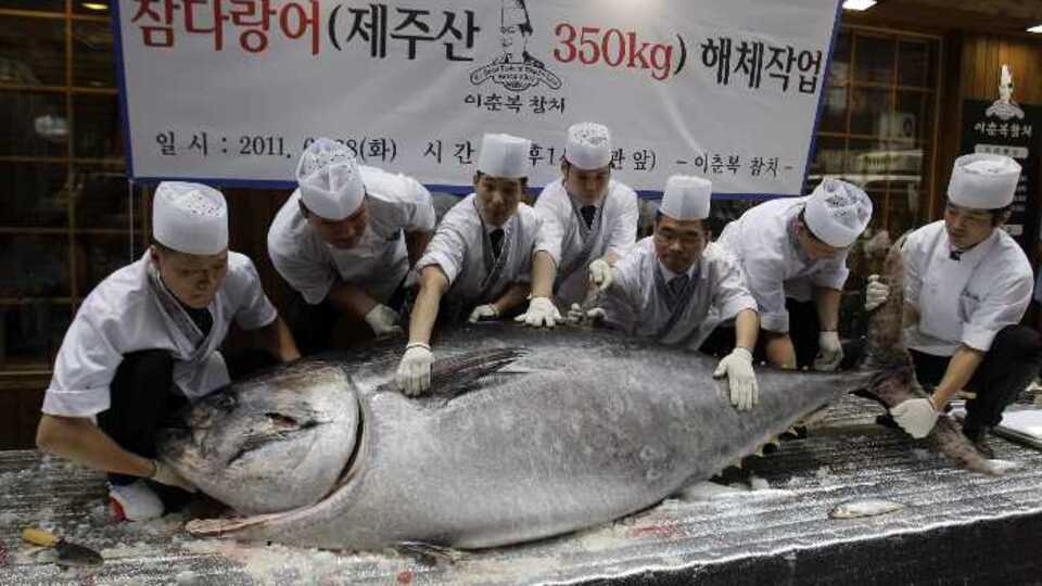 350 kiloluk orkinos yakalandı