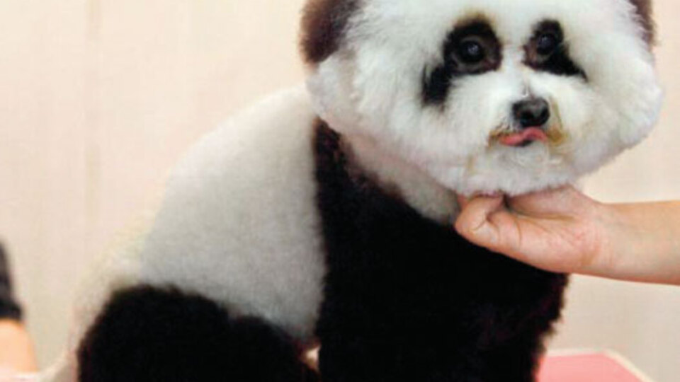 Panda görünümlü köpek