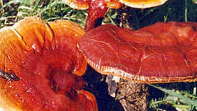 Ölümsüzlük mantarı