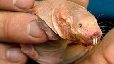 Kanserin yeni umudu: Çıplak ve kör fare