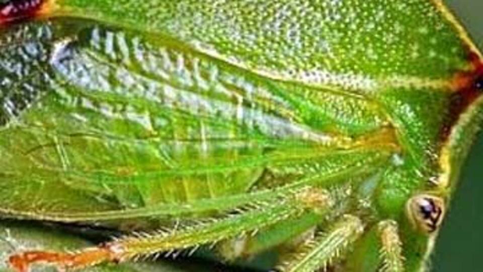 6 bin 14 adet böcek ele geçirildi