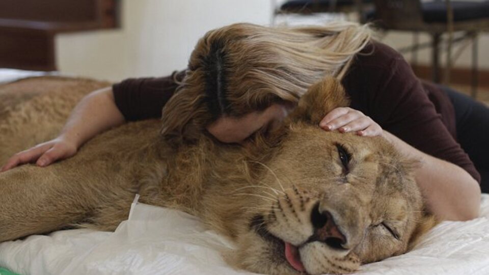 Evinde aslan besliyor! GALERİ