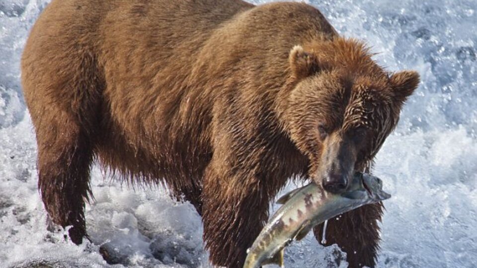 Avladığı balığı yiyemeden uyuyakaldı
