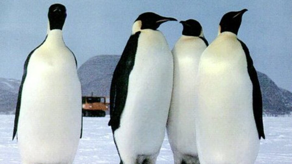 Penguenlerin nasıl havalandığı çözüldü