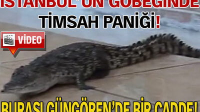İstanbul'un göbeğinde timsah paniği!