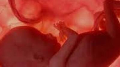 İnsan ve hayvan karışımı embriyo!