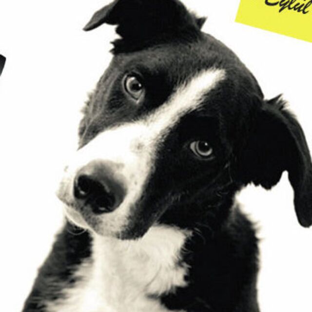 Sokak köpekleri için fotoğraf yarışması