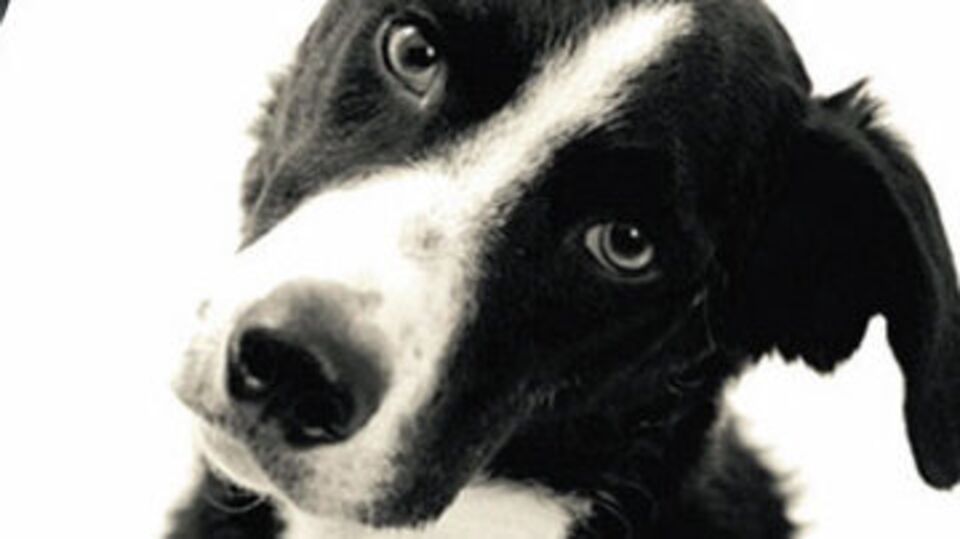 Sokak köpekleri için fotoğraf yarışması