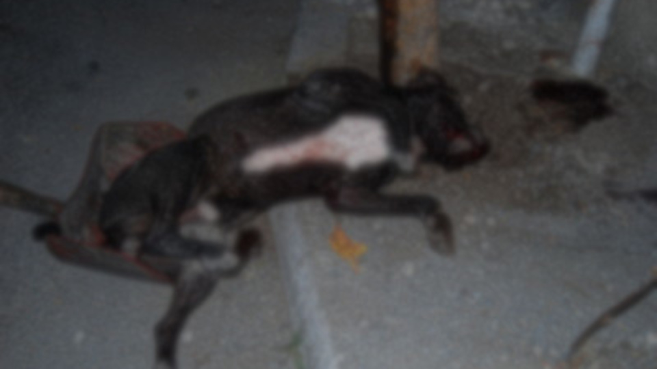 Pitbull'u bıçakla öldürüp küçük kızı ağzından aldı