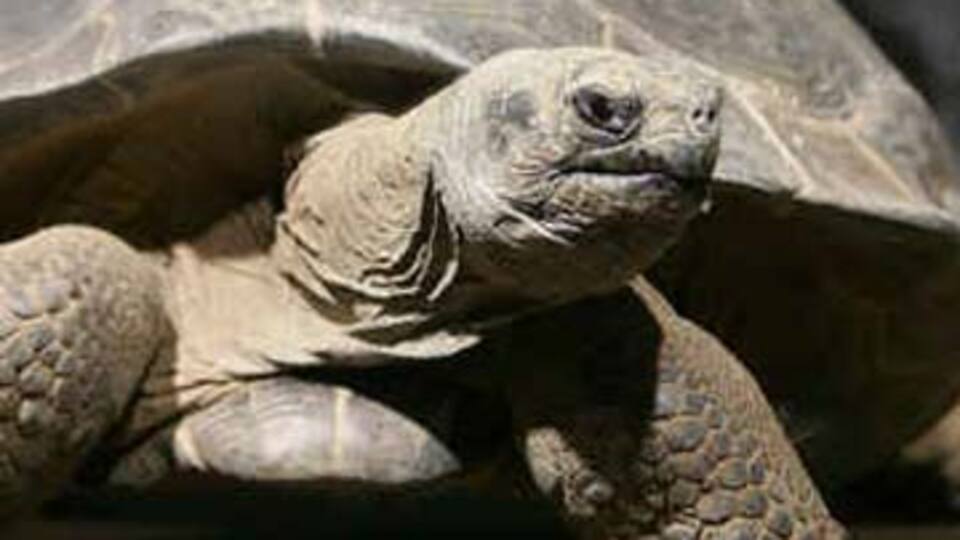 Dünyanın en yaşlı hayvanı!