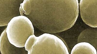 Mantara karşı çözüm mü bulundu?