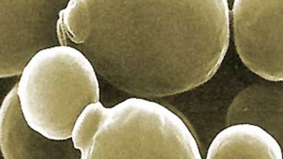 Mantara karşı çözüm mü bulundu?