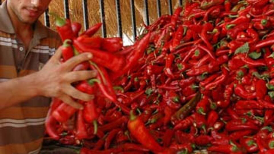 Kırmızı biber sezona hazır