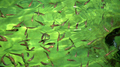 Çiftlik balıkları bağışıklık sistemimizi çökertiyor mu?