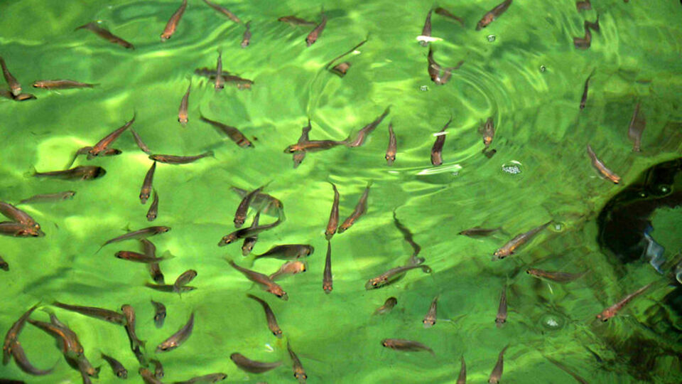 Çiftlik balıkları bağışıklık sistemimizi çökertiyor mu?