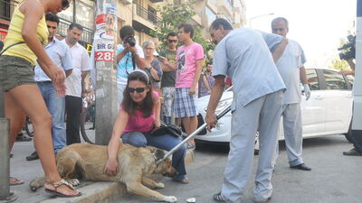 İzmir'de kuduz paniği!