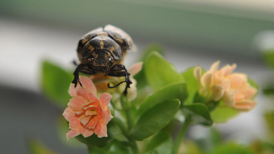 Böcek kaçakçılarına 170 bin TL para cezası!