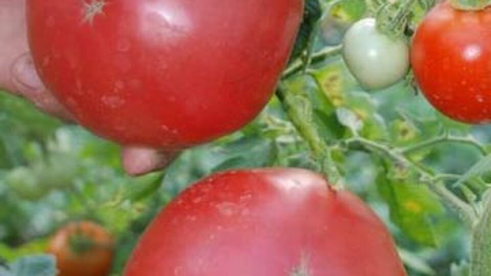 İsrail domatesine rakip: Pembe domates!