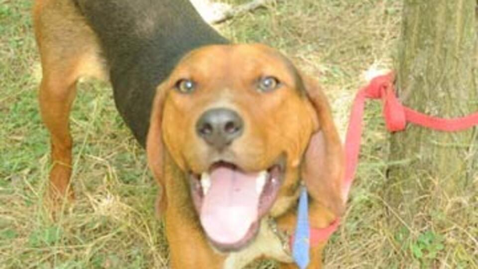 İzci köpeği Zağar tescillendi