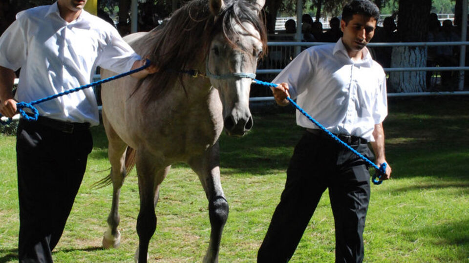Ferrari fiyatına Arap atı