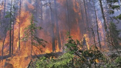 Ciğerlerimiz ihmalden yanıyor!