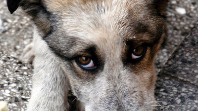 Her şey sokak hayvanları için! GALERİ